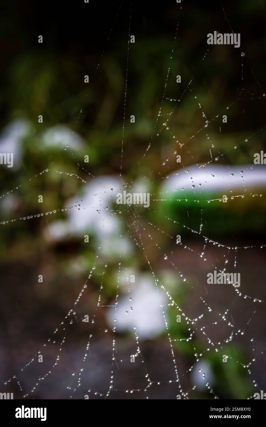 Ragno baciato dalla rugiada che si illumina alla luce del mattino – Macro Nature Photography of delicate Threads and Water Droplets Foto Stock