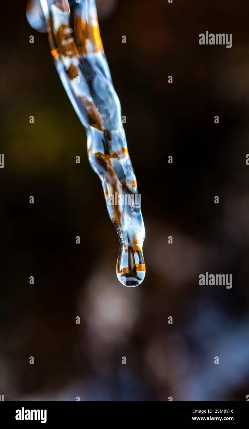 Primo piano di un Icicle di fusione che cattura una goccia d'acqua a metà autunno con uno sfondo naturale sfocato con incredibili dettagli delle macro Foto Stock