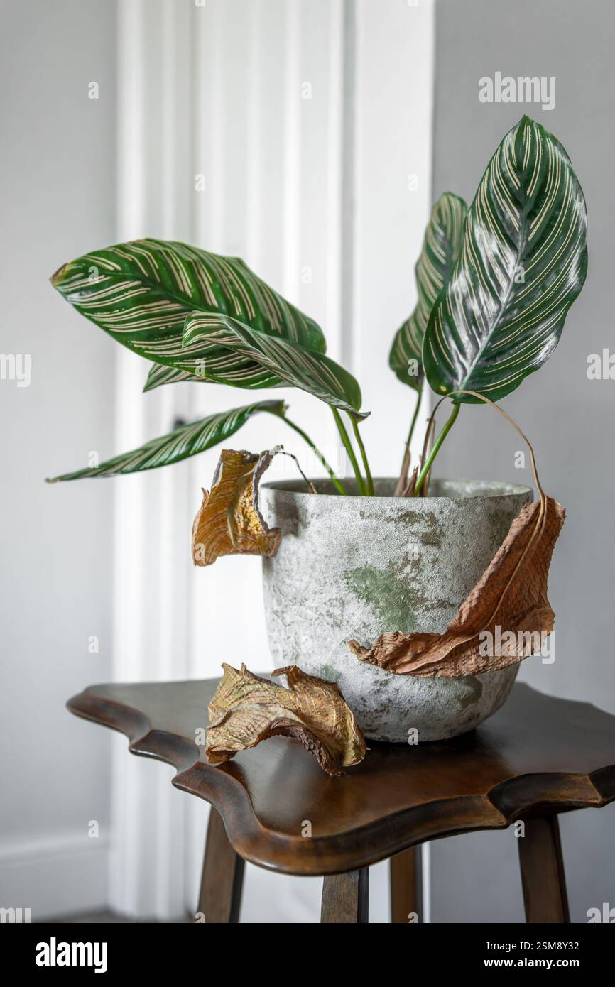 Impianto di calathea al coperto con foglie selvatiche – segni di malattia e necessità di cura Foto Stock