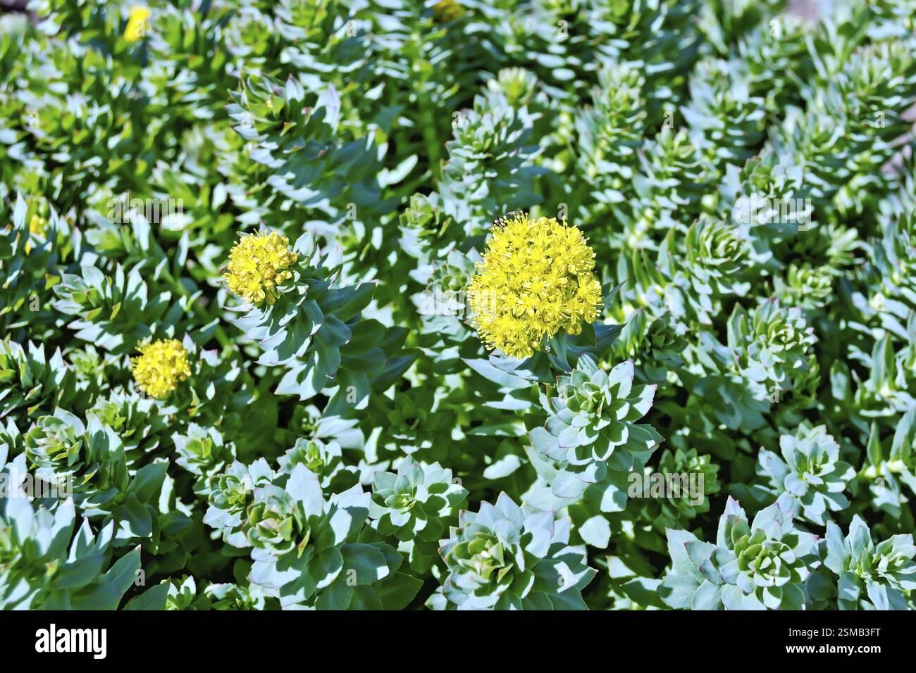 La consistenza delle foglie e dei fiori Rhodiola rosea Foto Stock
