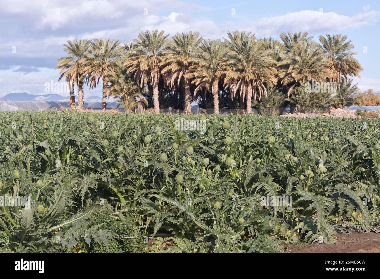 Boccioli di fiori di carciofo commestibili in maturazione 'Cynara cardunculus var. scolymus', noti anche come carciofo globe, palme da dattero sullo sfondo, luce del mattino. Foto Stock
