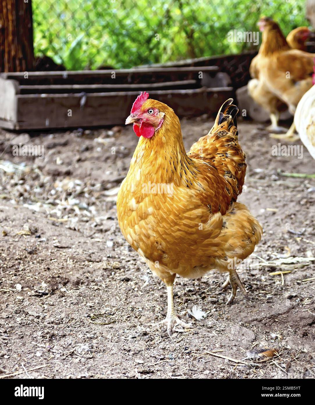 Pollo marrone su uno sfondo della terra, erba verde e rete metallica Foto Stock