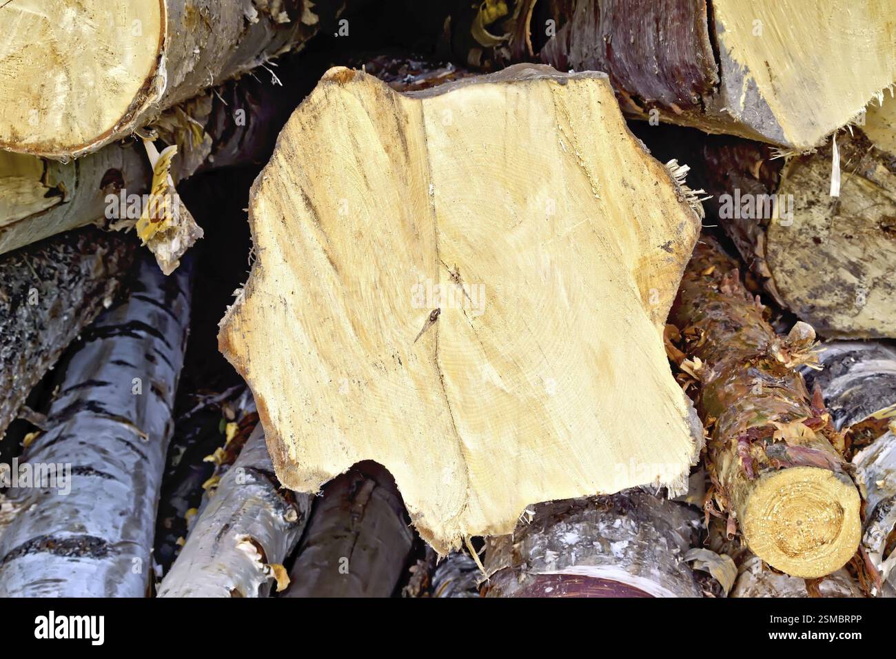 La pila di tronchi finiti di betulla e pino dalla fine di un primo piano Foto Stock