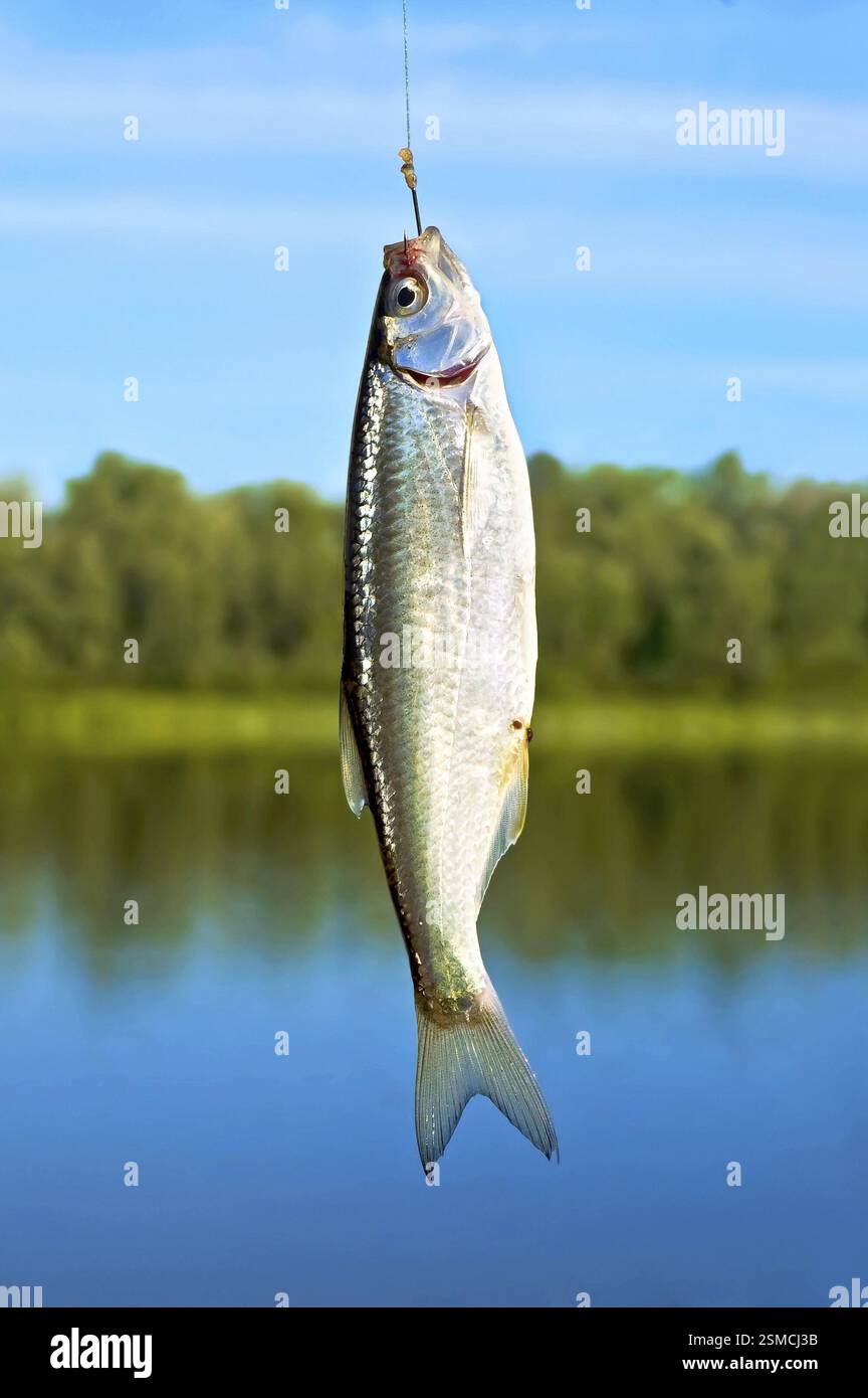 Argento piccolo pesce su un gancio contro il cielo blu, fiumi e alberi verdi Foto Stock