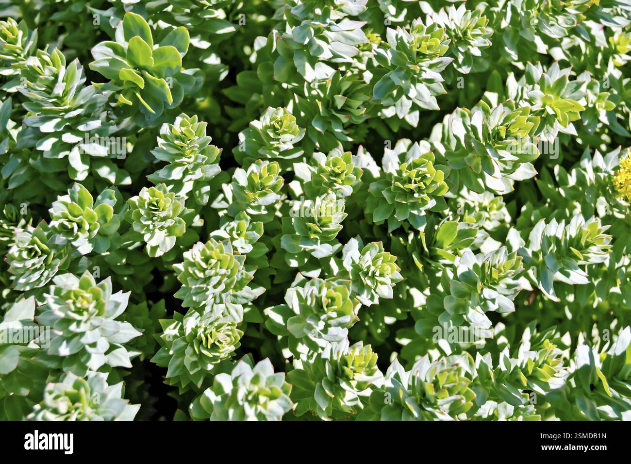 La consistenza del verde delle foglie e germogli di Rhodiola rosea Foto Stock