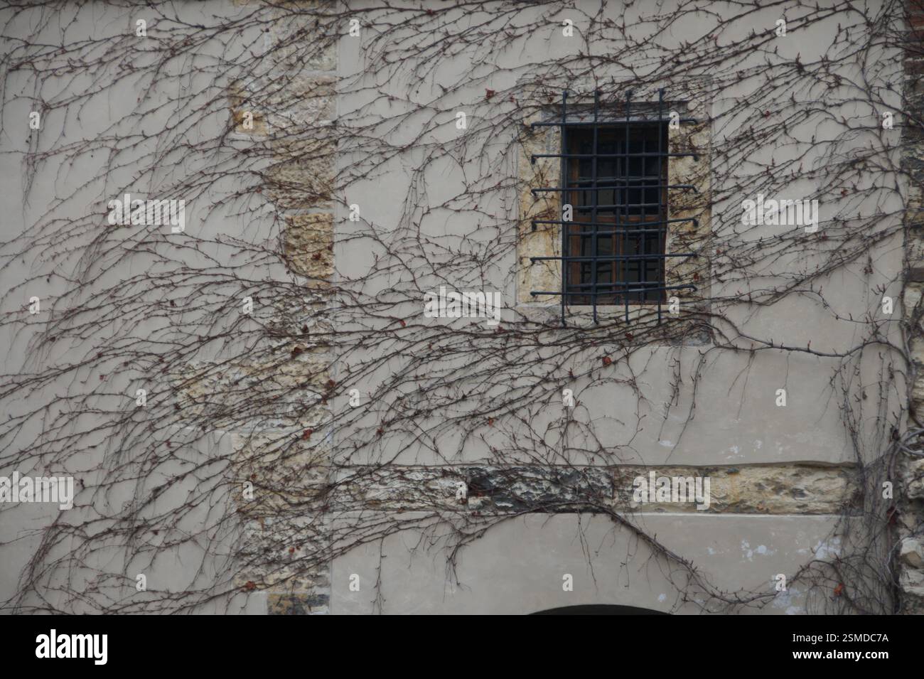 Parete ricoperta di vigne aggrovigliate con finestra sbarrata. Solitario e dimenticato. Simbolo di isolamento e confinamento. Repubblica Ceca. Parete rivestita in V aggrovigliata Foto Stock