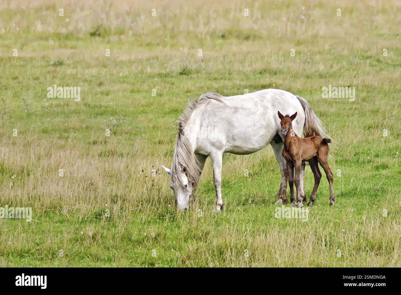 White Horse con la sua baia colt il pascolo in un prato Foto Stock