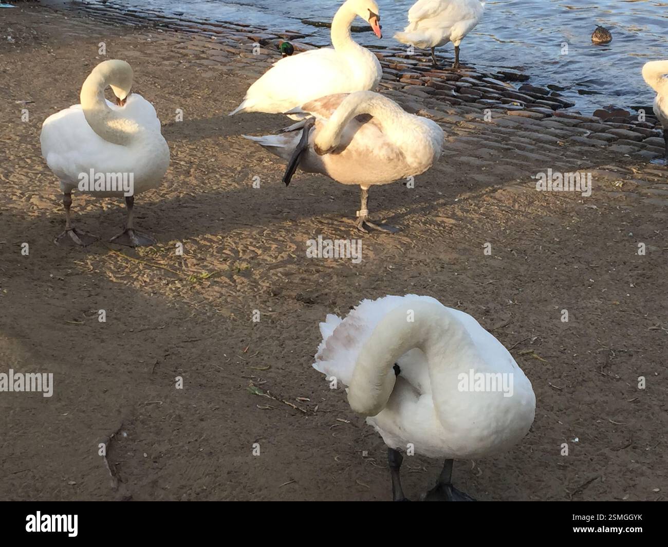 Cigni che si ripuliscono su una riva del lago nella Repubblica Ceca. Cigni con piumaggio bianco che esaltano le loro piume nella Repubblica Ceca. Un gruppo di cigni Gat Foto Stock