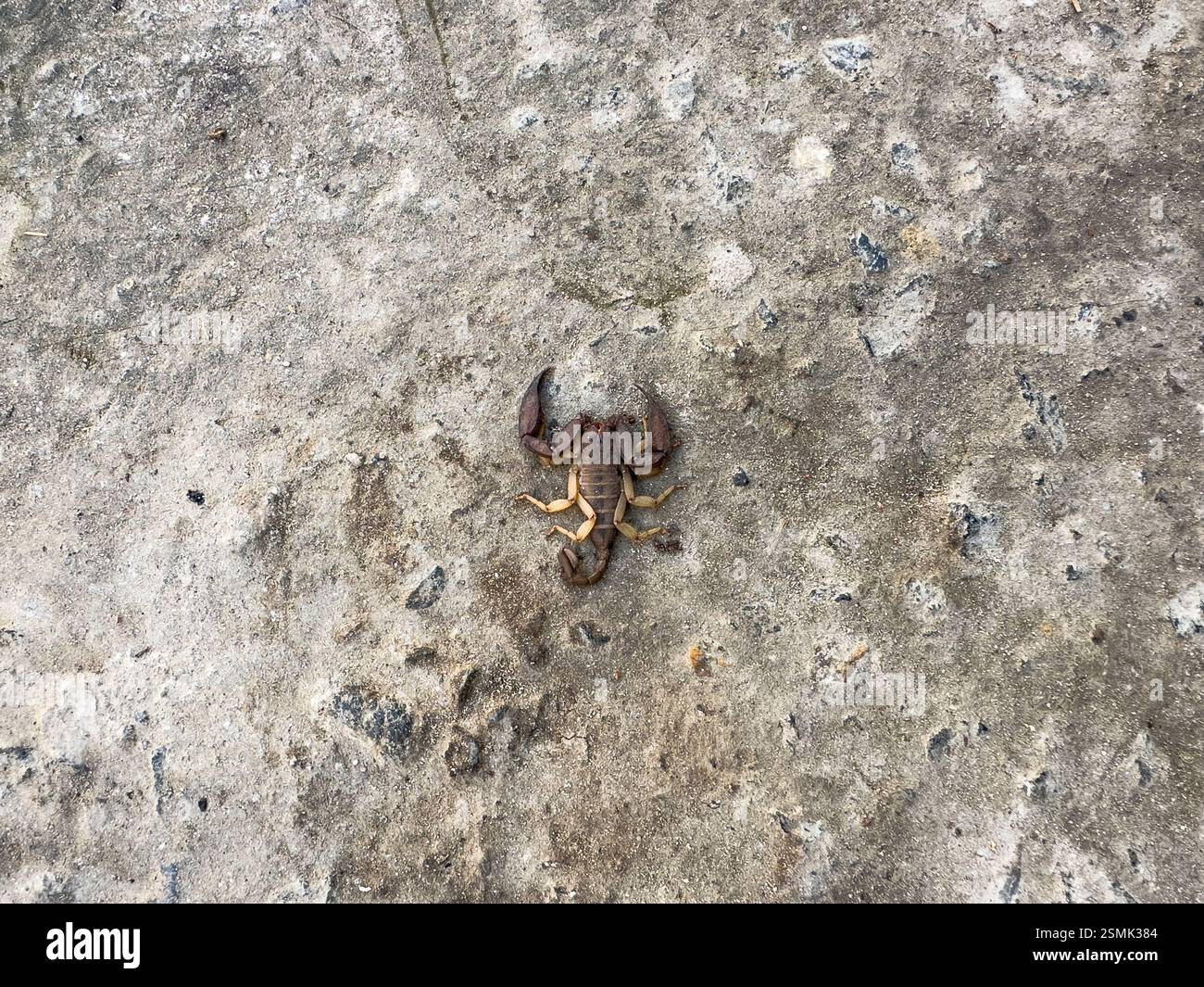 Scorpione pericoloso su superfici esterne ruvide. Creatura pericolosa su superficie ruvida. Foto Stock