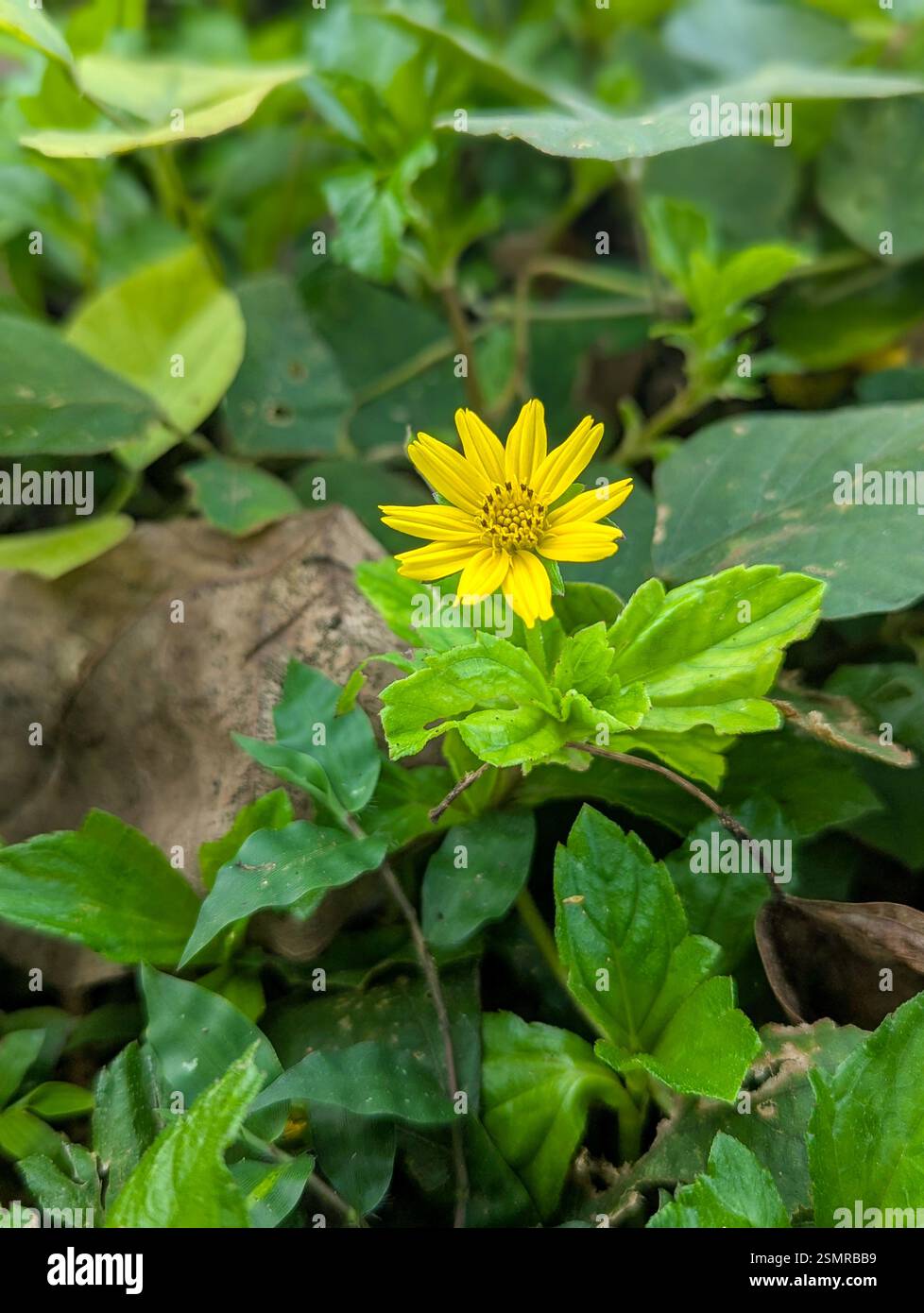 Wedelia trilobata di colore giallo brillante, nota anche come occhio di bue strisciante, che fiorisce tra foglie verdi lussureggianti, una popolare pianta di copertura del terreno nelle regioni tropicali. - Immagine stock catturata con smartphone