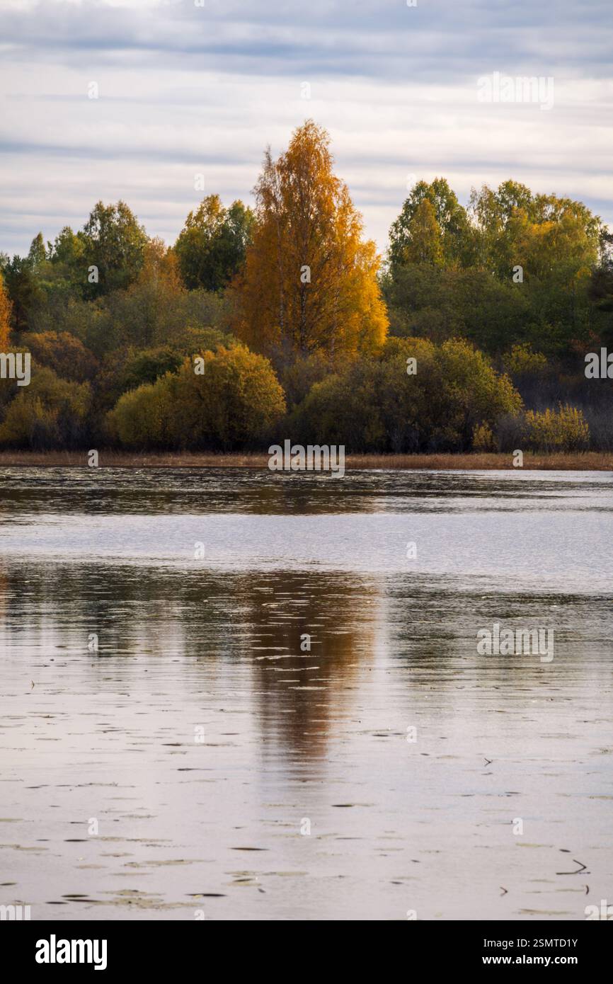 Autunno a Storsjøen: Alberi dorati rimangono intatti sull'isola, un santuario della natura abbracciato dalle acque tranquille del tranquillo saluto stagionale. Foto Stock