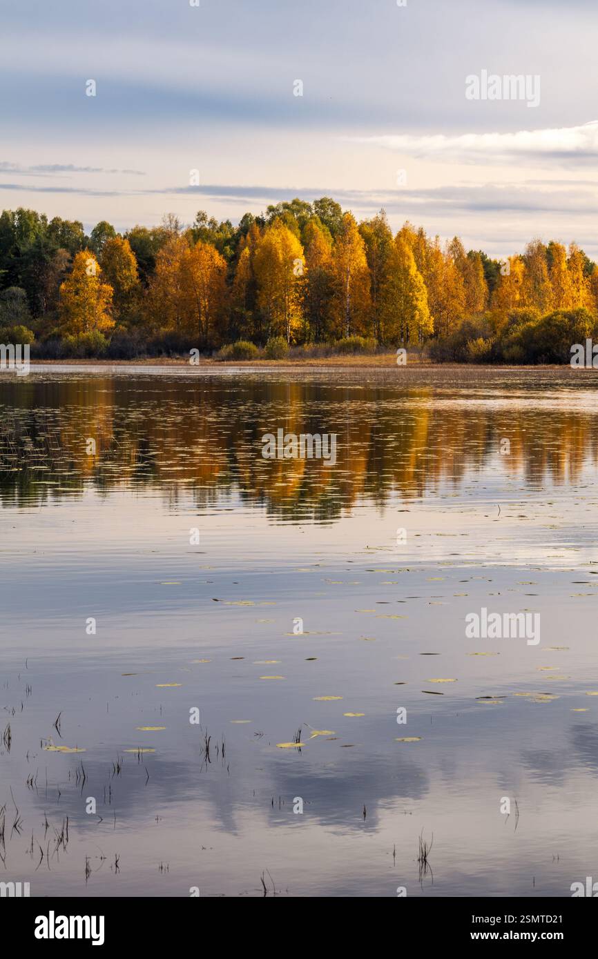 Autunno a Storsjøen: Alberi dorati rimangono intatti sull'isola, un santuario della natura abbracciato dalle acque tranquille del tranquillo saluto stagionale. Foto Stock