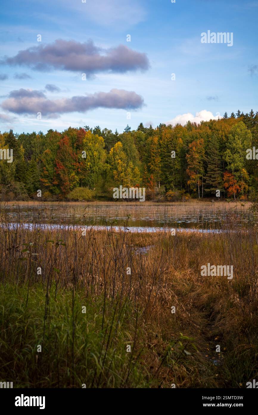 Autunno a Storsjøen: Alberi dorati rimangono intatti sull'isola, un santuario della natura abbracciato dalle acque tranquille del tranquillo saluto stagionale. Foto Stock