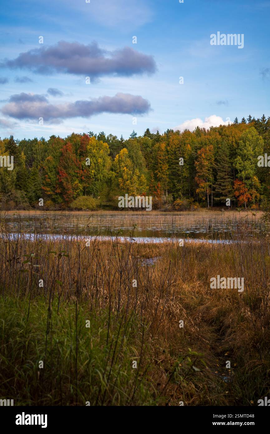 Autunno a Storsjøen: Alberi dorati rimangono intatti sull'isola, un santuario della natura abbracciato dalle acque tranquille del tranquillo saluto stagionale. Foto Stock