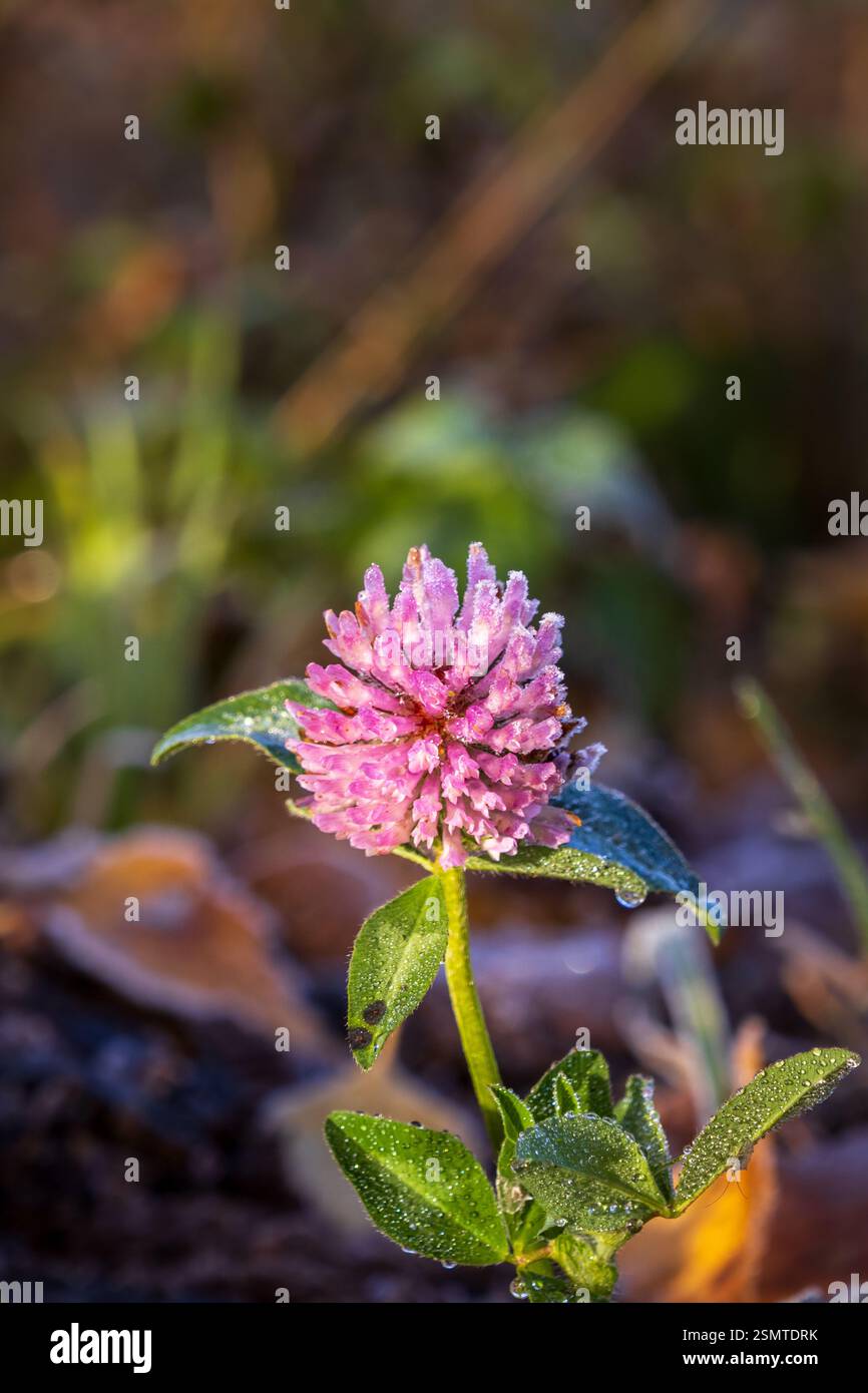 Tardo autunno a Raknehaugen: Fiori baciati dal gelo, gocce di rugiada sul filo, fattorie dalle sfumature dorate e il lago che riflette la fugace bellezza della stagione. Foto Stock