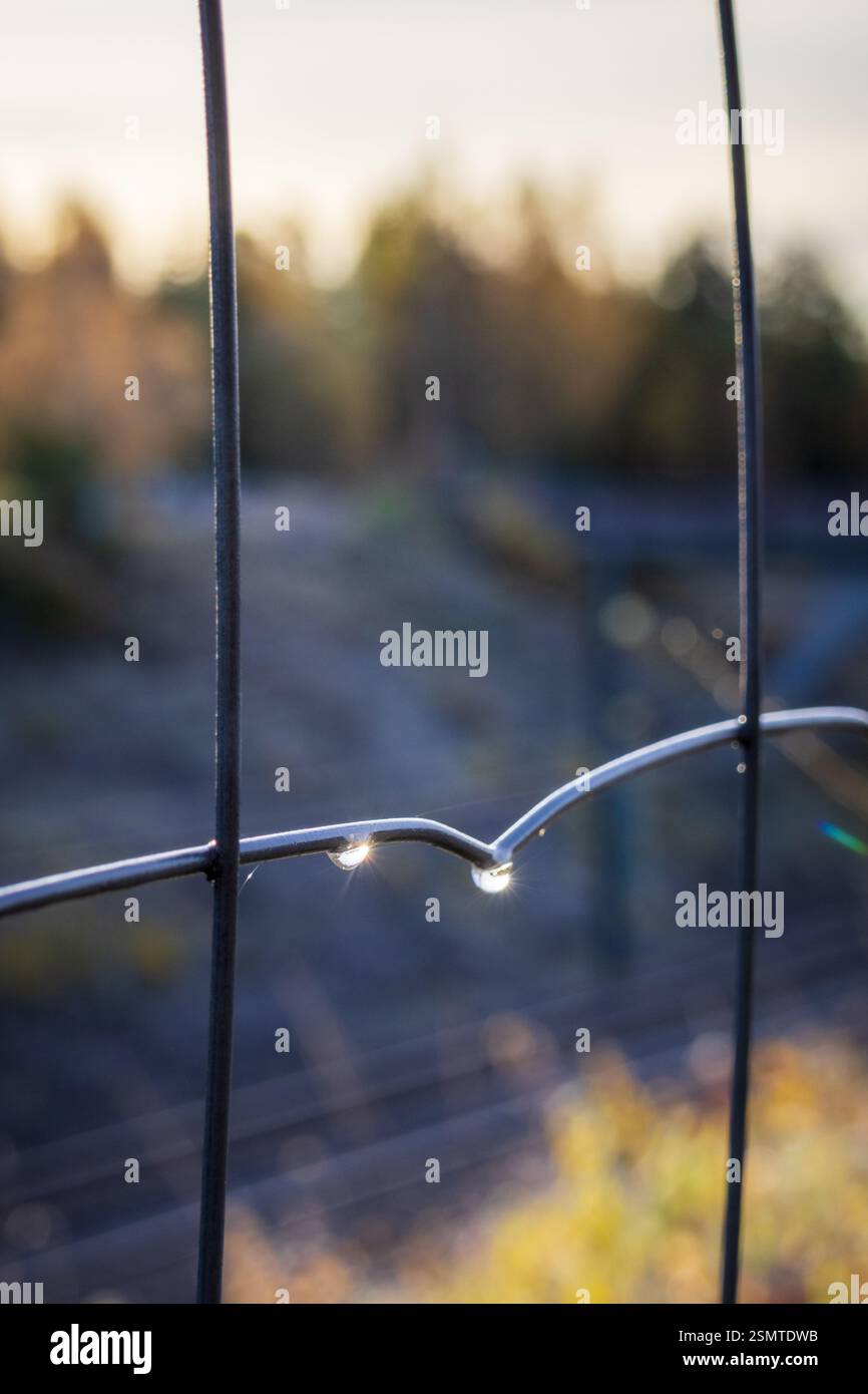 Tardo autunno a Raknehaugen: Fiori baciati dal gelo, gocce di rugiada sul filo, fattorie dalle sfumature dorate e il lago che riflette la fugace bellezza della stagione. Foto Stock