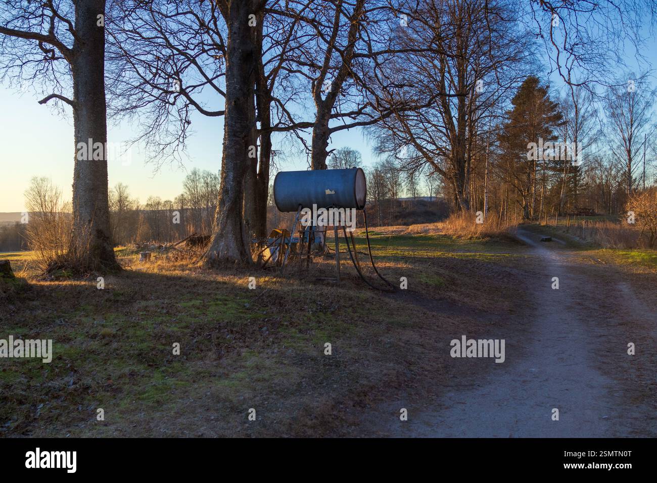 Una tranquilla strada agricola fiancheggiata da alte betulle, una canna solitaria sospesa all'ombra, toccata da luce soffusa che filtra tra tra gli alberi Foto Stock