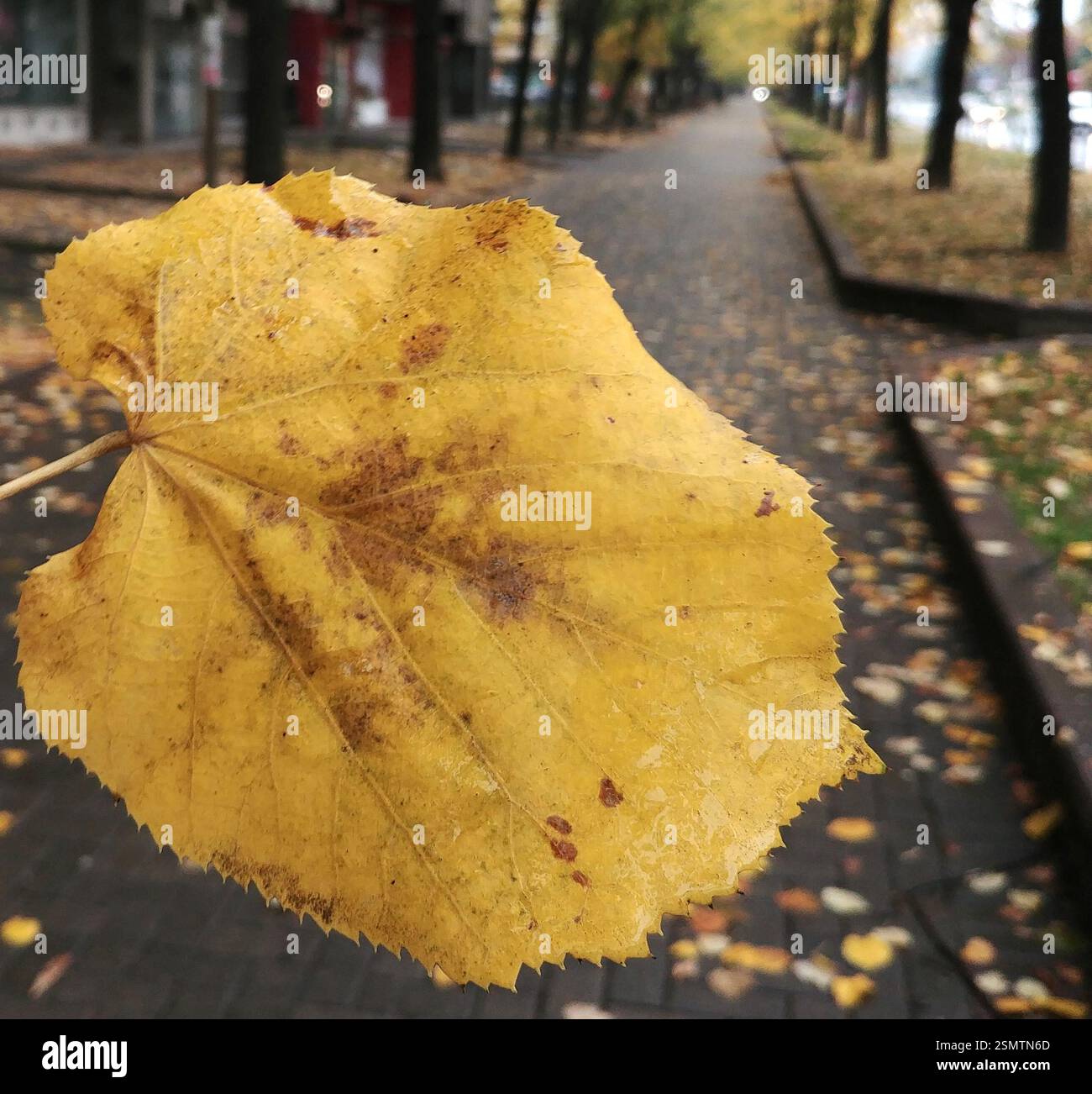 Golden Whisper – Foglia gialla focalizzata nel vicolo della città autunnale Foto Stock