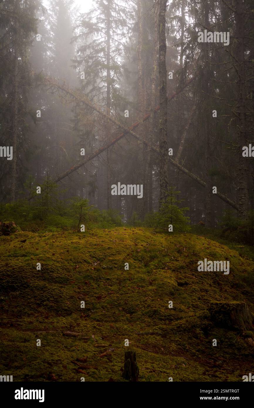Hurdalsjøen alla fine dell'autunno: Un'estremità si è persa nella nebbia, l'altra è illuminata dalla luce dorata. Un momento in cui la natura rispecchia i suoi contrasti, calma e sempre Foto Stock