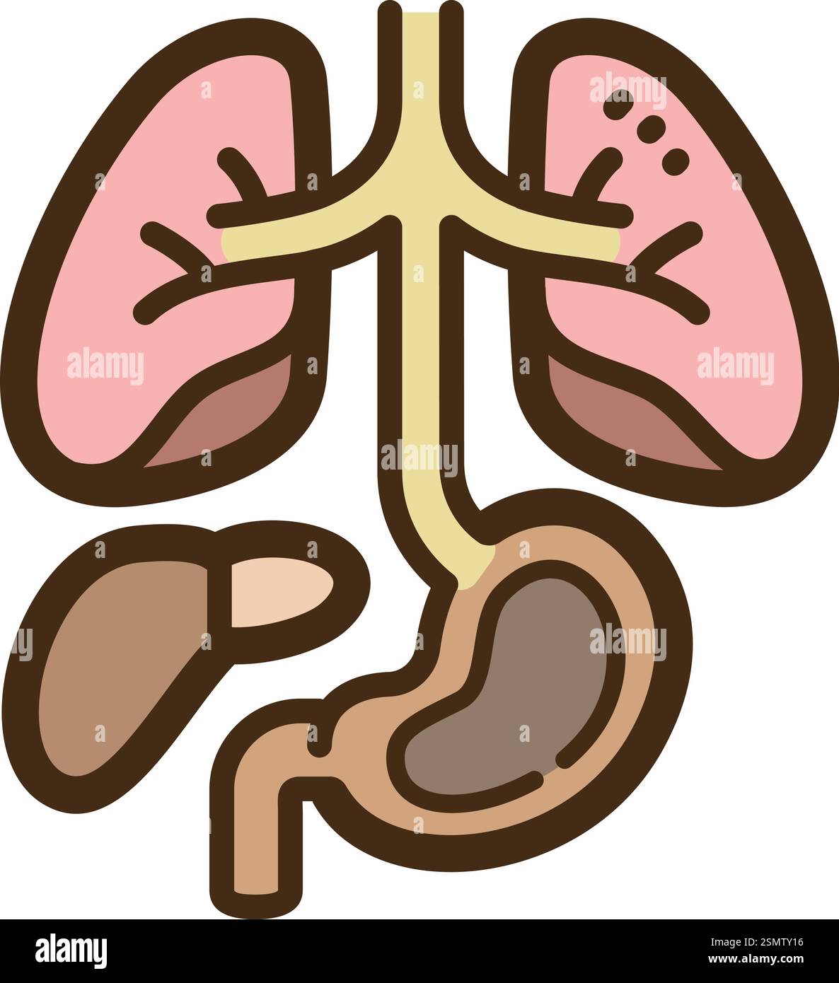 Illustrazione e grafica del doodle vettoriale dell'anatomia. Fa parte della categoria scientifica. Illustrazione Vettoriale