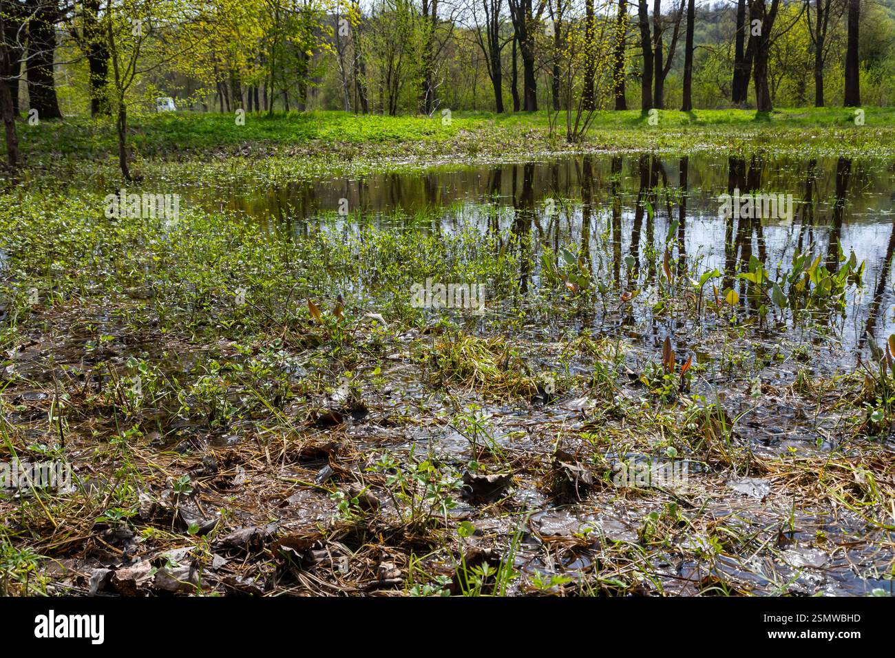 Vivaci e verdi paludi nell'oblast di Ternopil, Ucraina, con acque calme che riflettono gli alberi vicini, che rappresentano la serena atmosfera dell'arrivo della primavera. Foto Stock