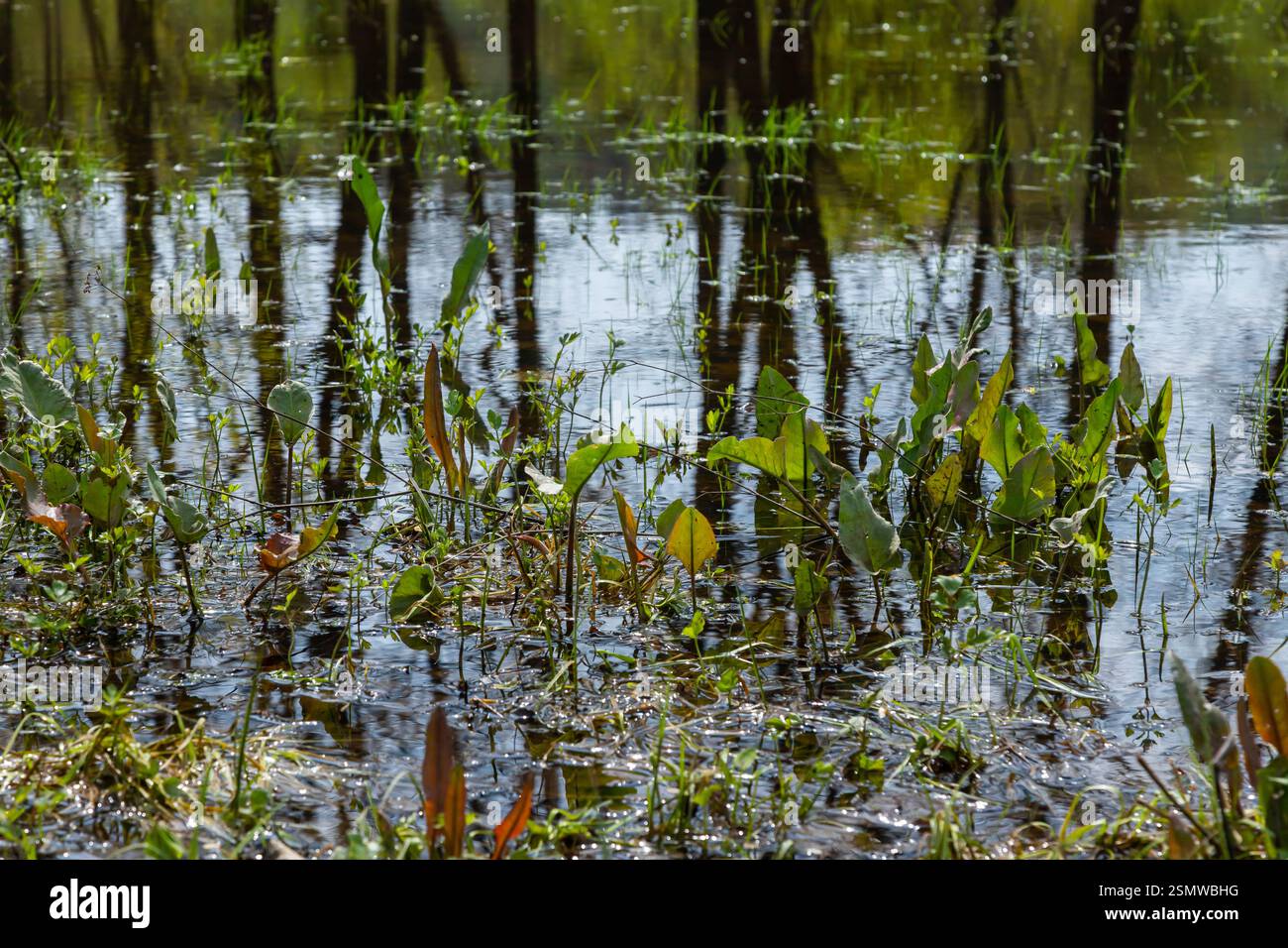 L'acqua ondulata riflette alti alberi, mentre le vivaci piante acquatiche prosperano in una tranquilla zona umida nell'oblast di Ternopil, Ukraina, sotto un cielo azzurro Foto Stock