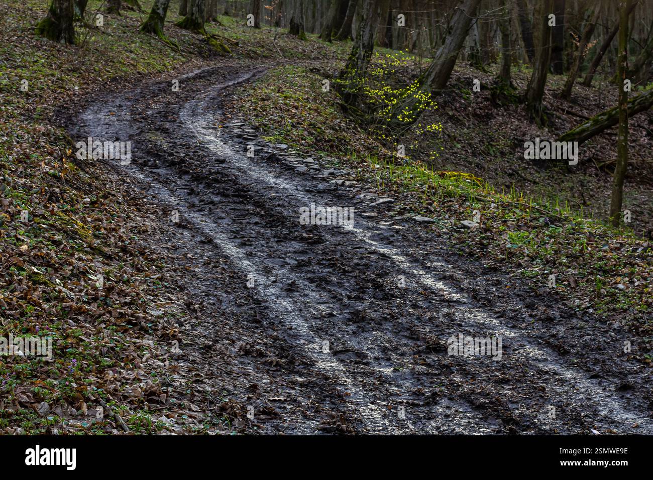 Un sentiero tortuoso in un'area boscosa è coperto da terra umida e foglie cadute, a dimostrazione degli effetti delle recenti piogge e mettendo in evidenza i cambiamenti stagionali Foto Stock