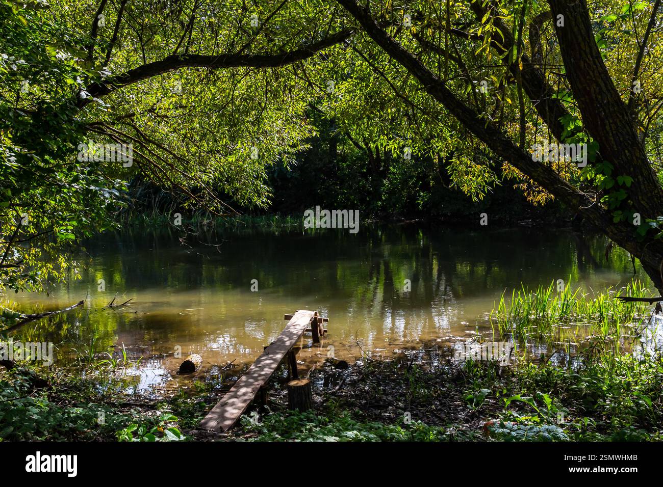 La lussureggiante vegetazione circonda un tranquillo corso d'acqua che riflette la luce del sole, con una rustica tavola di legno che conduce alle dolci acque, invitante esplorazione pacifica Foto Stock