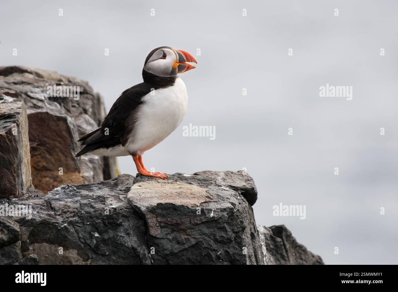 Atlantic Puffin Fratercula arctica, arroccato sul bordo della scogliera, Calling, Northumberland, Inghilterra, Regno Unito, maggio. Foto Stock