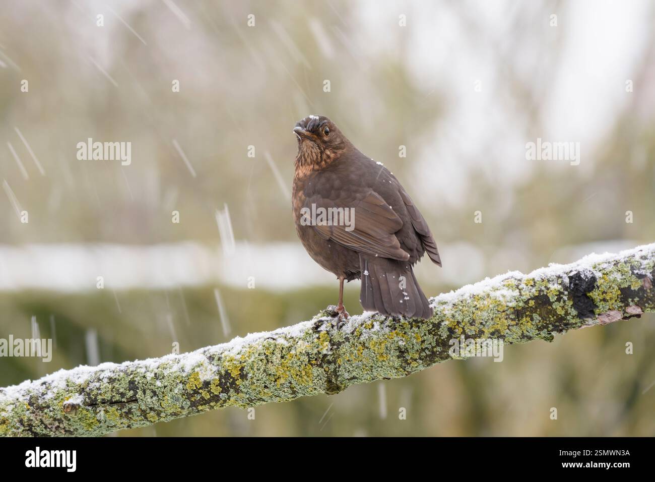 Turdus merula, uccello nero eurasiatico arroccato sul ramo coperto di lichene durante la doccia di neve, County Durham, Inghilterra, Regno Unito, gennaio. Foto Stock