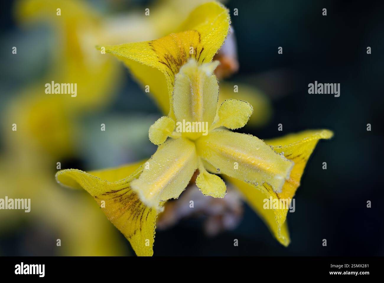 Fiore dell'Iris giallo Foto Stock