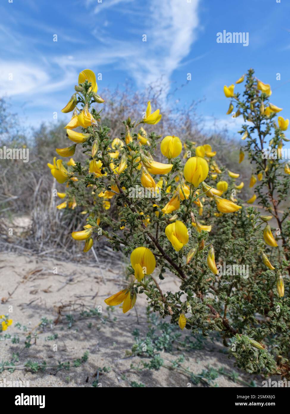 Bush restharrow / restharrow gialla (Ononis natrix ramossisima) fioritura sulle dune di sabbia costiera, Parco naturale Cabo de Gata-Nijar, Almeria, Spagna March Foto Stock