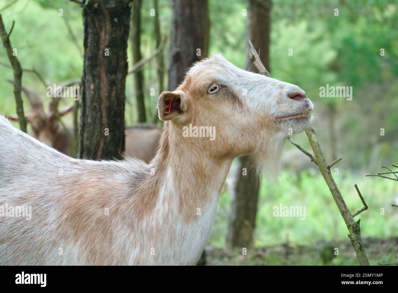Primo piano da una capra in un santuario naturale a Muggenbach, Germania. Le capre sono lì per evitare che gli alberi crescono e per mantenere aperto il paesaggio Foto Stock