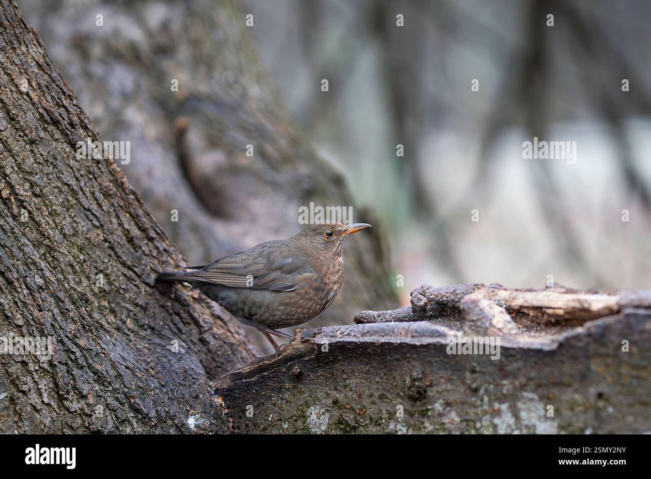 Femmina di uccello nero comune, turdus merula, seduta su legno in inverno. Foto Stock