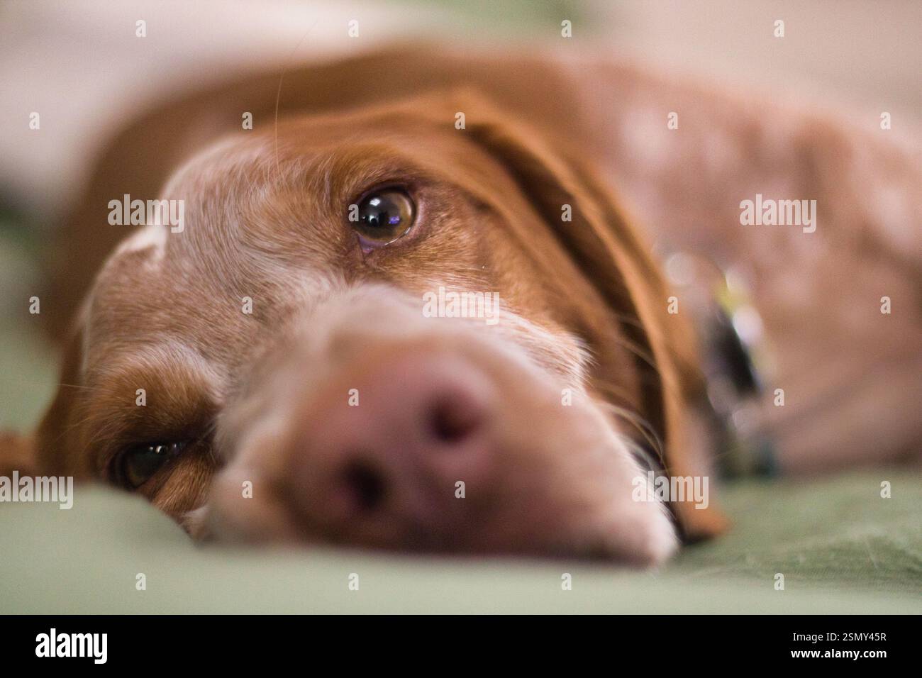 Il cane Brittany spaniel riposa la testa su un divano verde, godendosi un tranquillo momento di relax Foto Stock