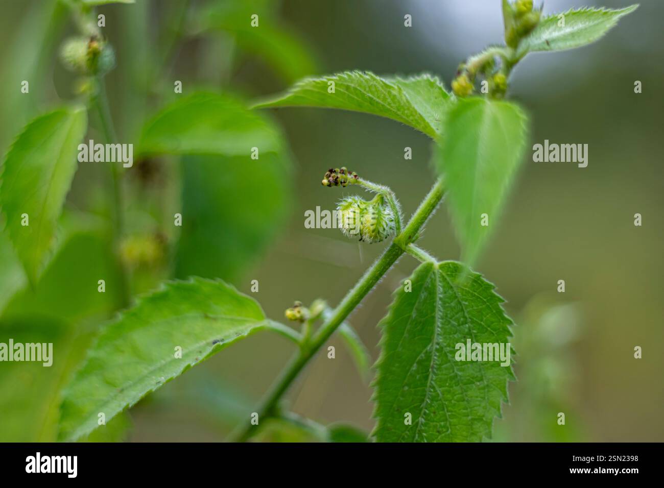 Arbusto retto con gambi pelosi, capelli stellati mescolati a peli semplici. Foglie 2.5-7 x 2.5-6 cm, generalmente romboide-ovate, base arrotondata o cordata. Foto Stock
