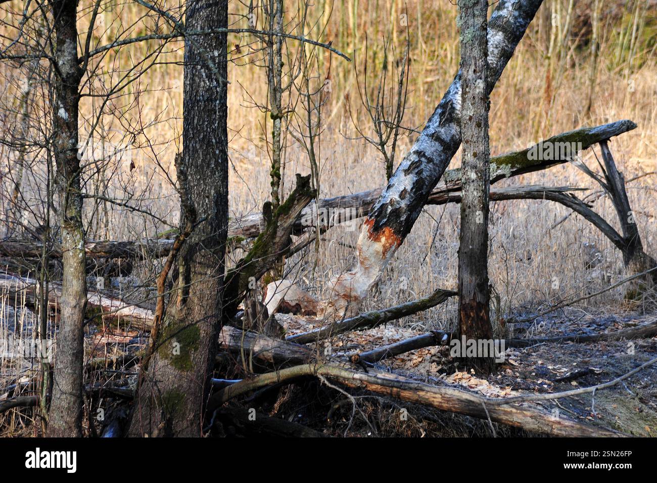 Foresta naturale con un albero di betulla completamente masticato dal castoro. Foto scattata in inverno, inizio primavera. Foto Stock