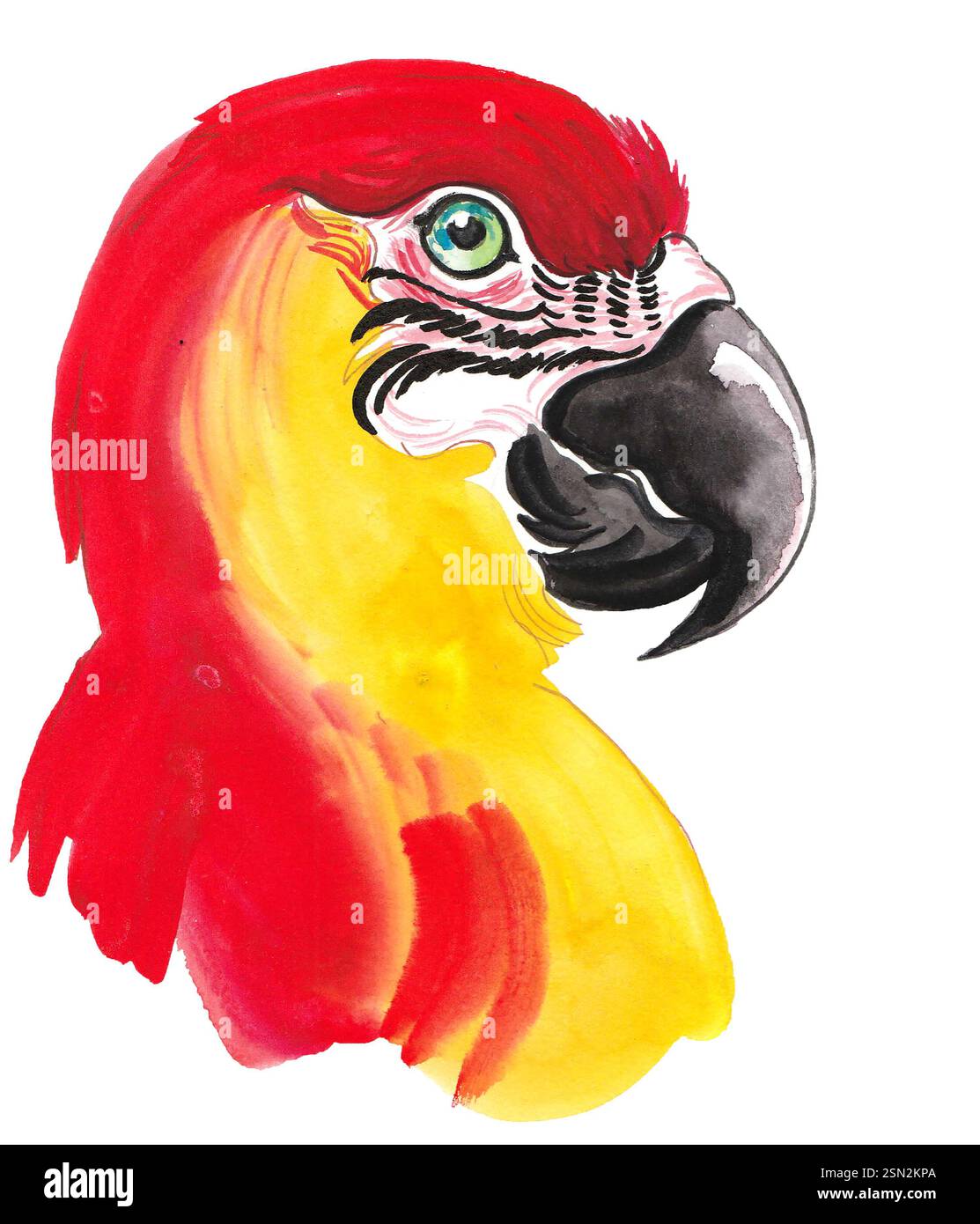 Testa pappagallo. Illustrazione ad acquerello disegnata a mano Foto Stock