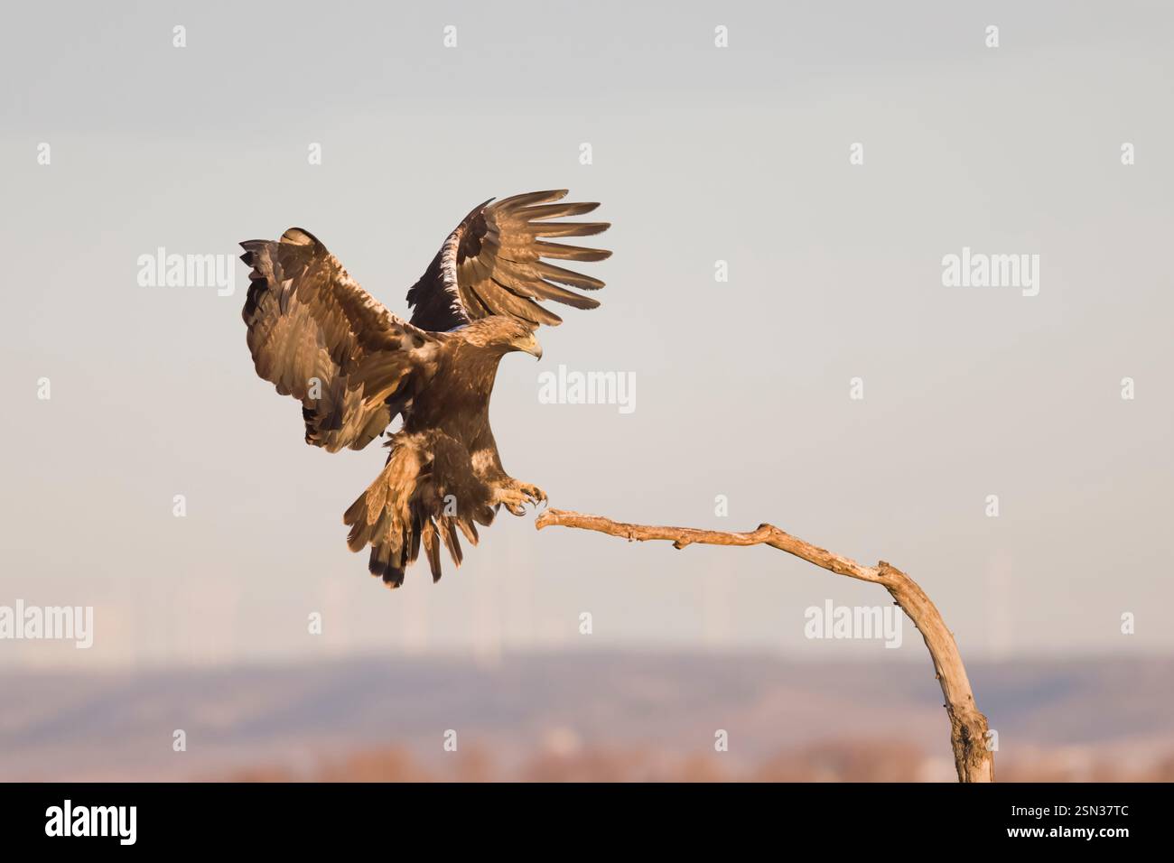 L'Aquila Imperiale spagnola in volo Foto Stock