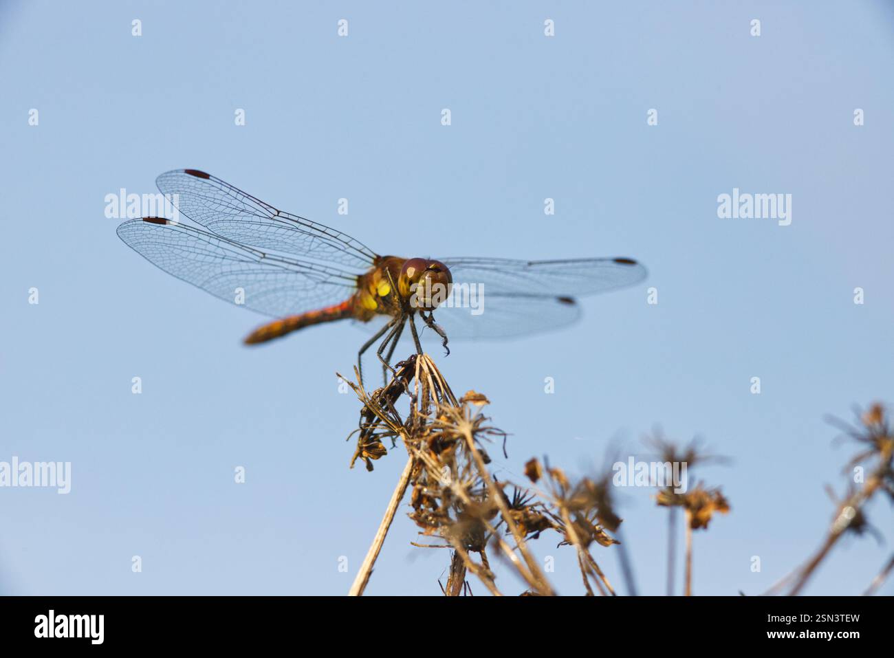Ruddy Darter con la preda Foto Stock