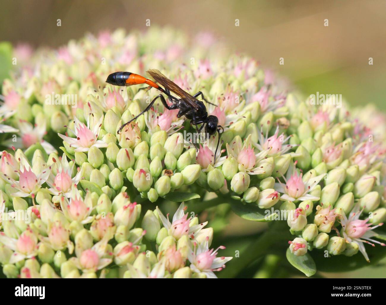 Il Red Banded Sand Wasp, Ammophila sabulosa, sui fiori di Sedum Foto Stock