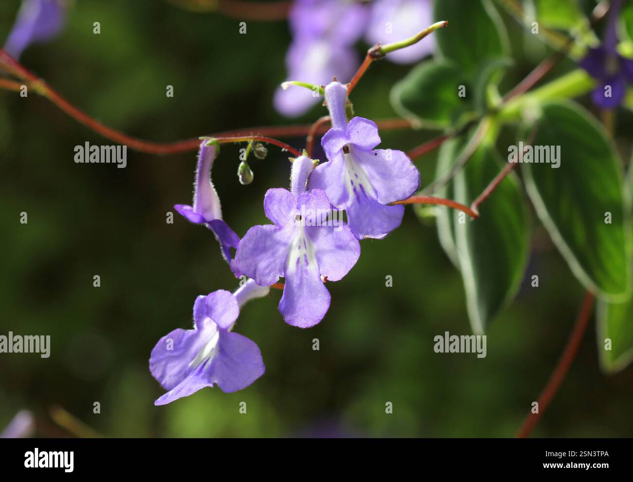 I fiori dello Streptocarpus Saxorum 'Fontana Blu' Foto Stock