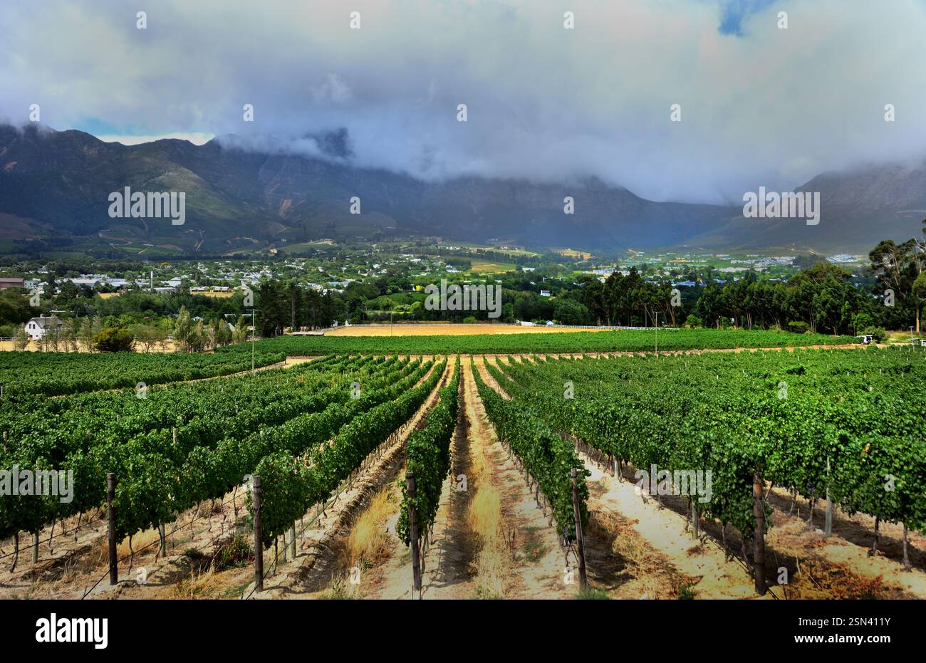 WESTERN, Cape, Franschhoek, Sud Africa, vino e vigneti, Sudafrica, RSA, Foto Stock