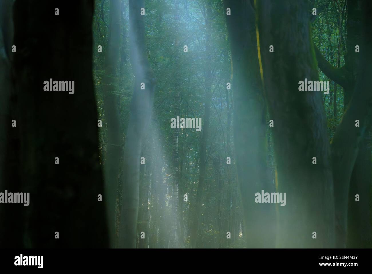 La luce del sole filtra tra tra gli alberi della foresta Foto Stock
