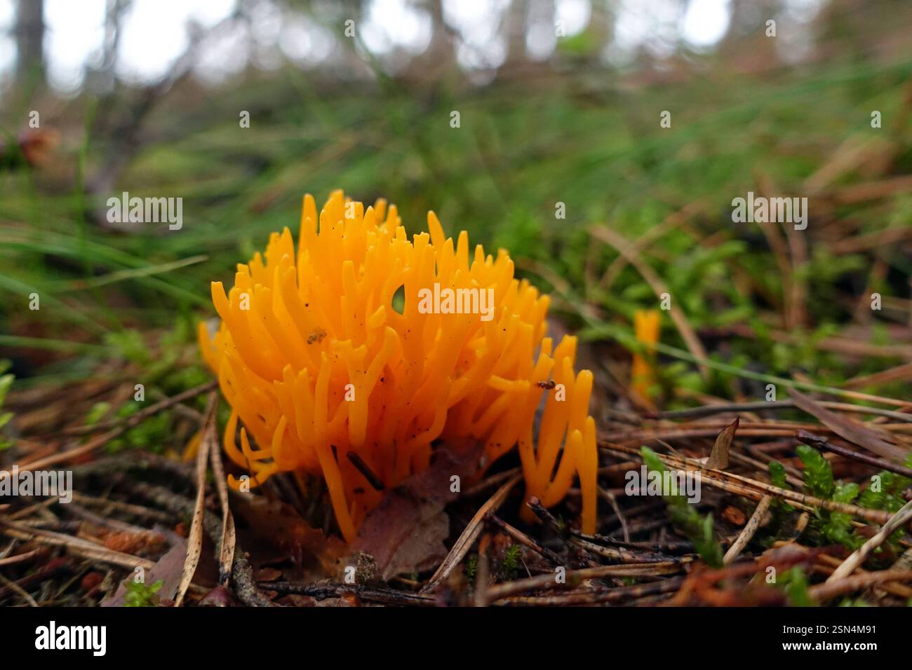 20.07.2020, Dranse, Brandeburgo, GER - Klebriger Hoernling waechst im Wald. Aussen, Aussenaufnahme, Biologie, Brandeburgo, Calocera viscosa, deutsch, Deutschland, Dranse, Europa, europaeisch, flora, Fruchtkoerper, Geissbart, Gewaechs, Herbst, Herbstlich, Jahreszeit, Klebriger Hoernling, Klebriges Schoenhorn, Natur, niemand, Orange, Pilz, QF, Querformat, ungeniessbar, Waldpilz, Westeuropa, Ziegenbart, Zwergerlfeuer 200720D110DRANSE.JPG Foto Stock