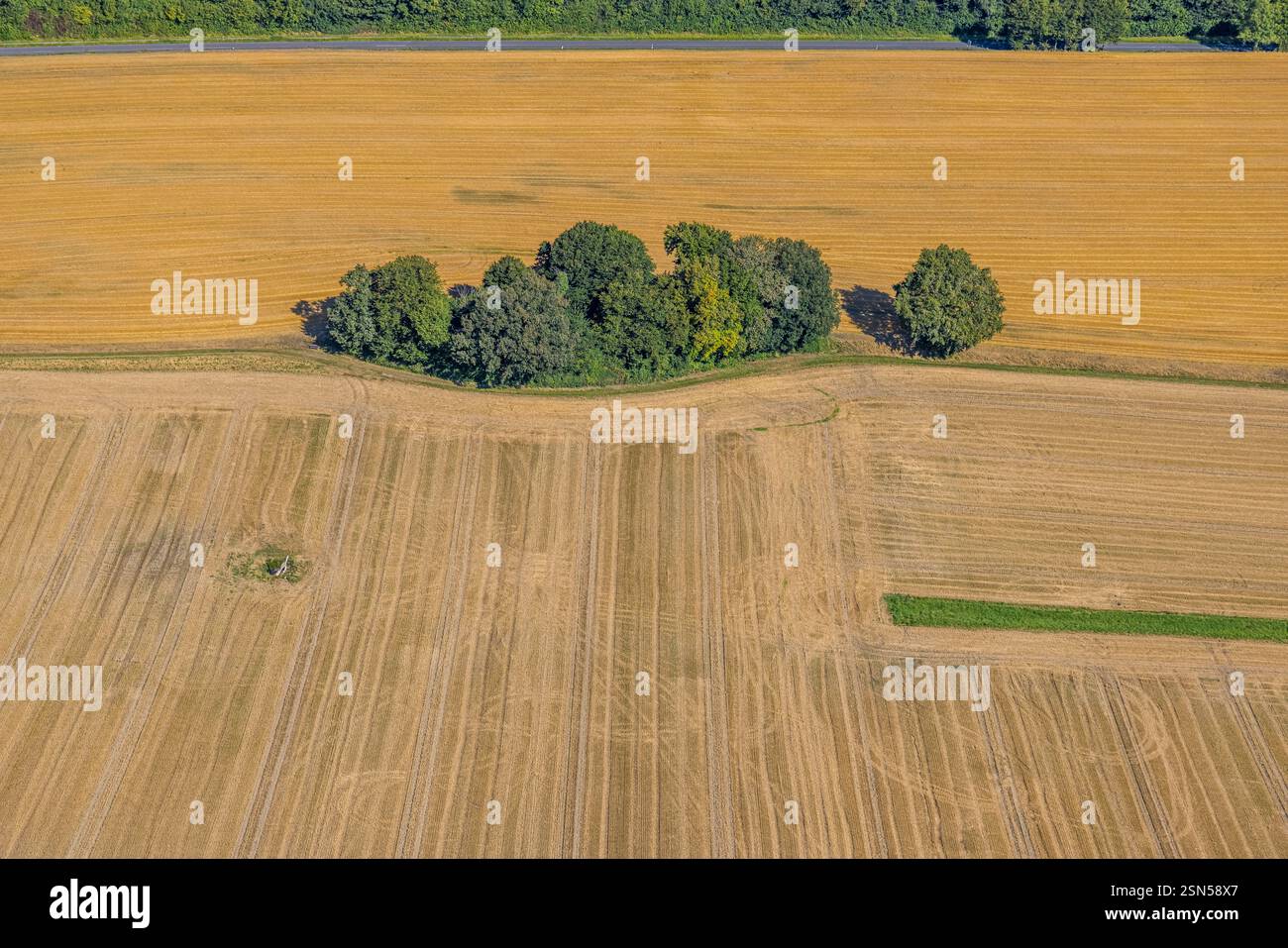 Vista aerea, area agricola e piccolo gruppo di alberi, prati e campi su Langenberger Straße, Velbert, regione della Ruhr, Renania settentrionale-Vestfalia, tedesco Foto Stock