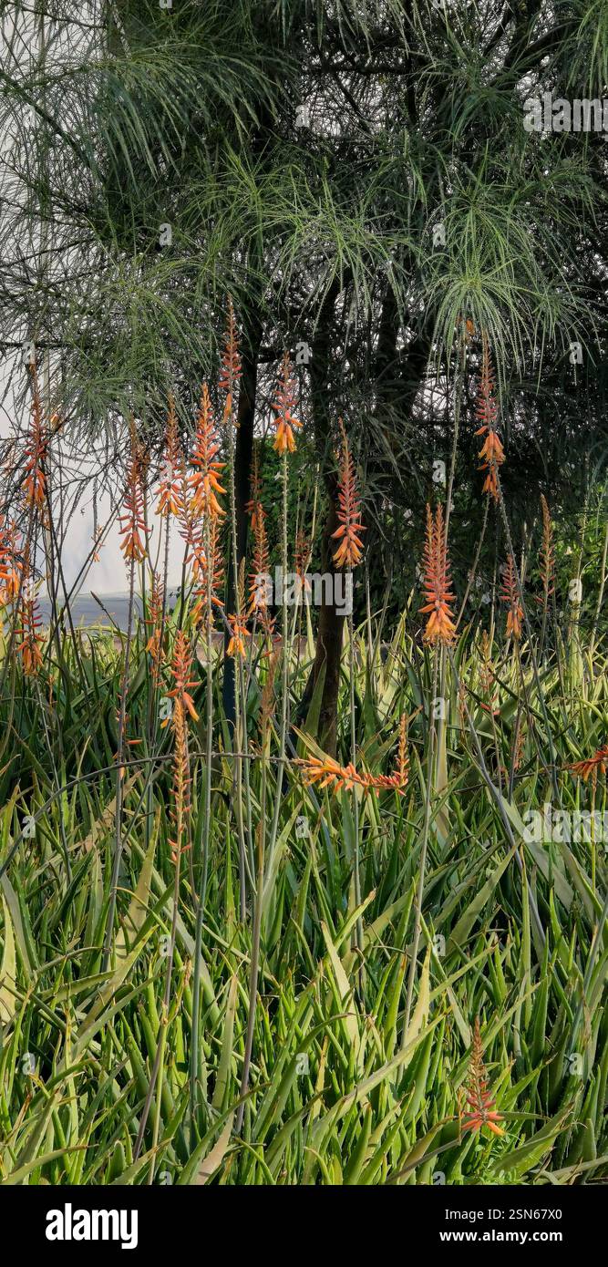 Fiori di aloe vera con ombre tenui durante il pomeriggio in Town Square, Dubai - Immagine stock catturata con smartphone
