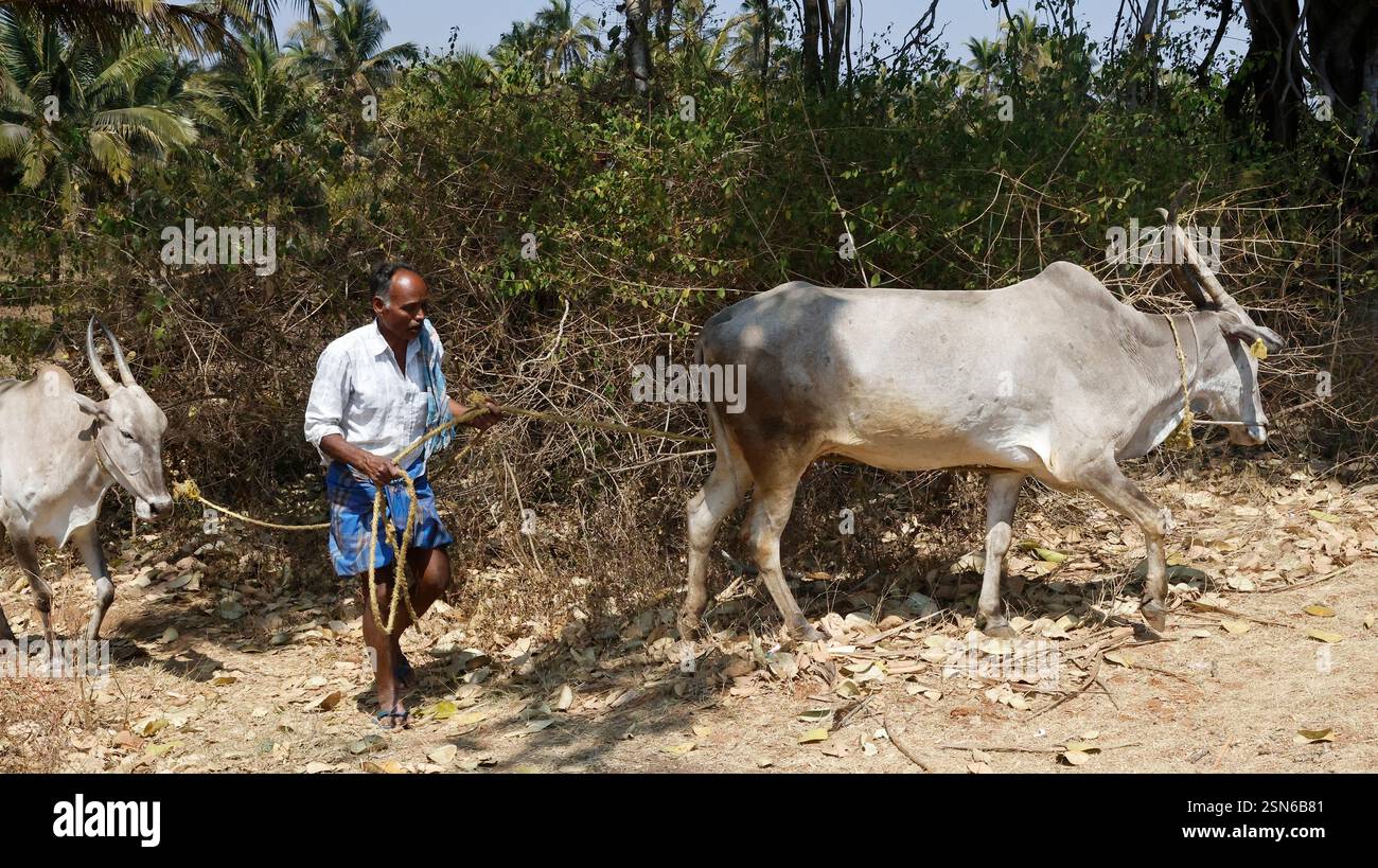 Un contadino conduce i suoi buoi lungo una strada rurale a Karnataka, in India Foto Stock