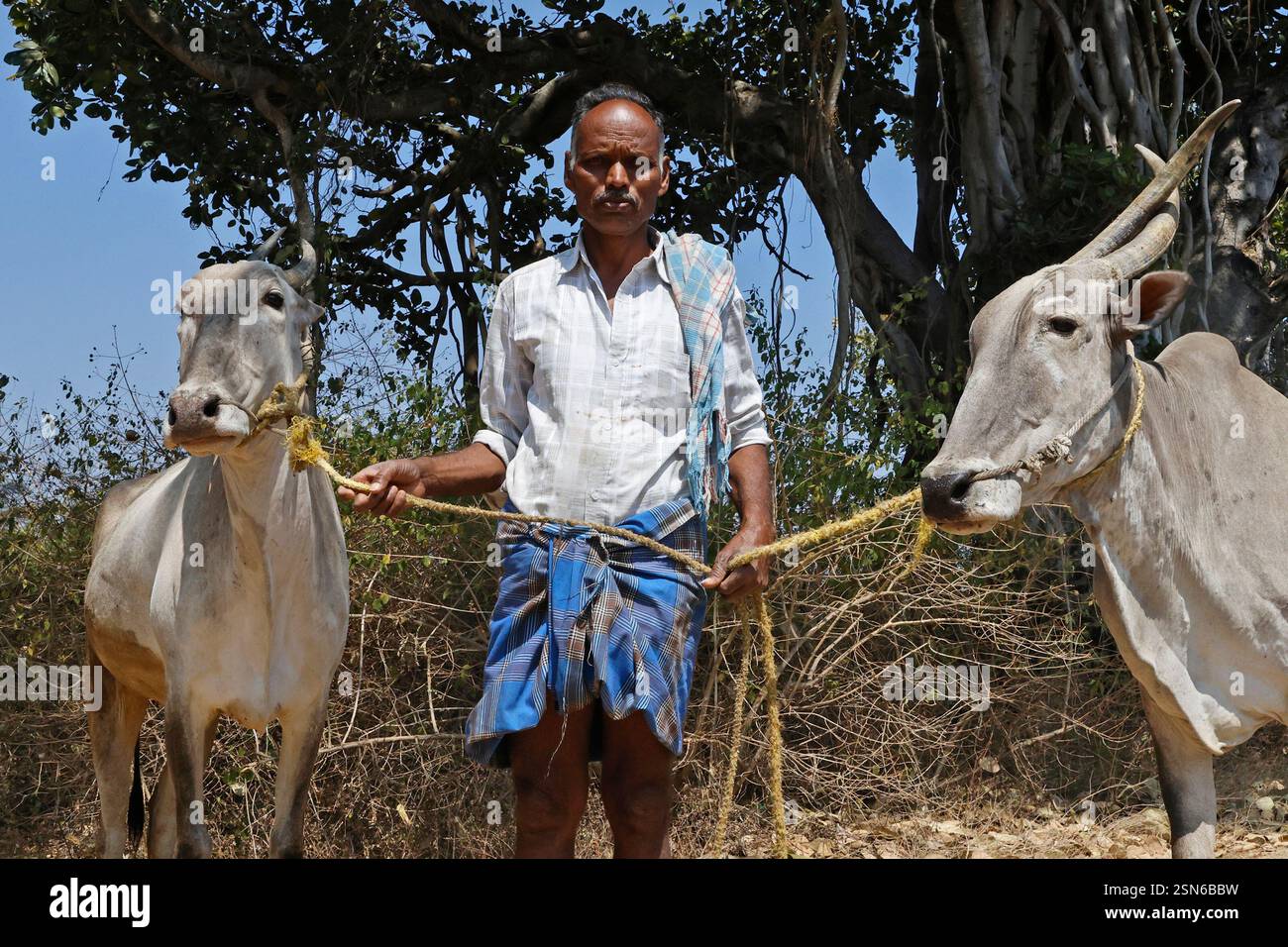 Ritratto di un contadino con i buoi a Karnataka, India Foto Stock
