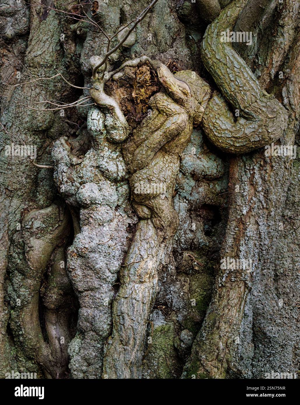 Forme e figure antropomorfiche nei tortuosi burls e nelle crescite nel bole di un antico albero - Mendip Hills di Somerset Regno Unito Foto Stock